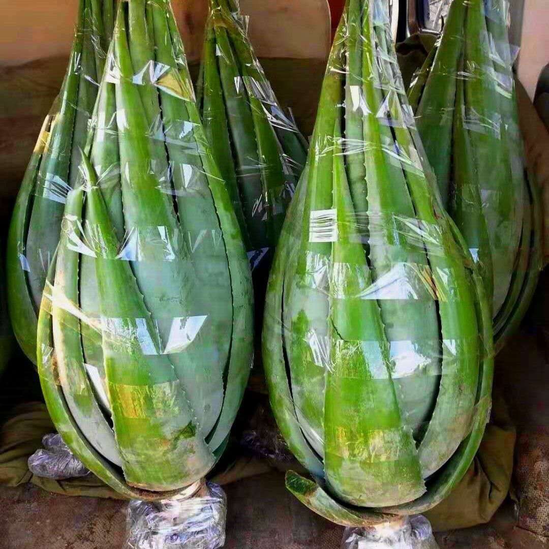 12년생 모종, 약 1개, 미용실 전용, 빗 포함