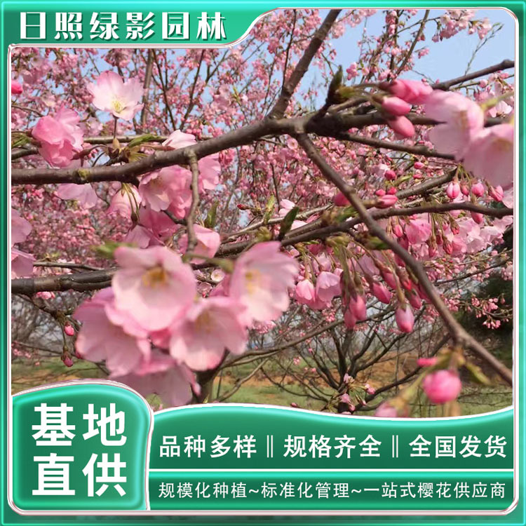 1210182664002765059 副本.jpg