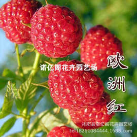 覆盆子树苗紫红黑黄树莓苗当年结果地栽欧洲红树莓南北方种植果苗