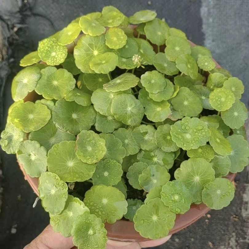 Гидропонное комнатное растение в горшке для гостиной, настольное растение, простое в уходе, водное растение, цветок и зеленое растение в горшке.