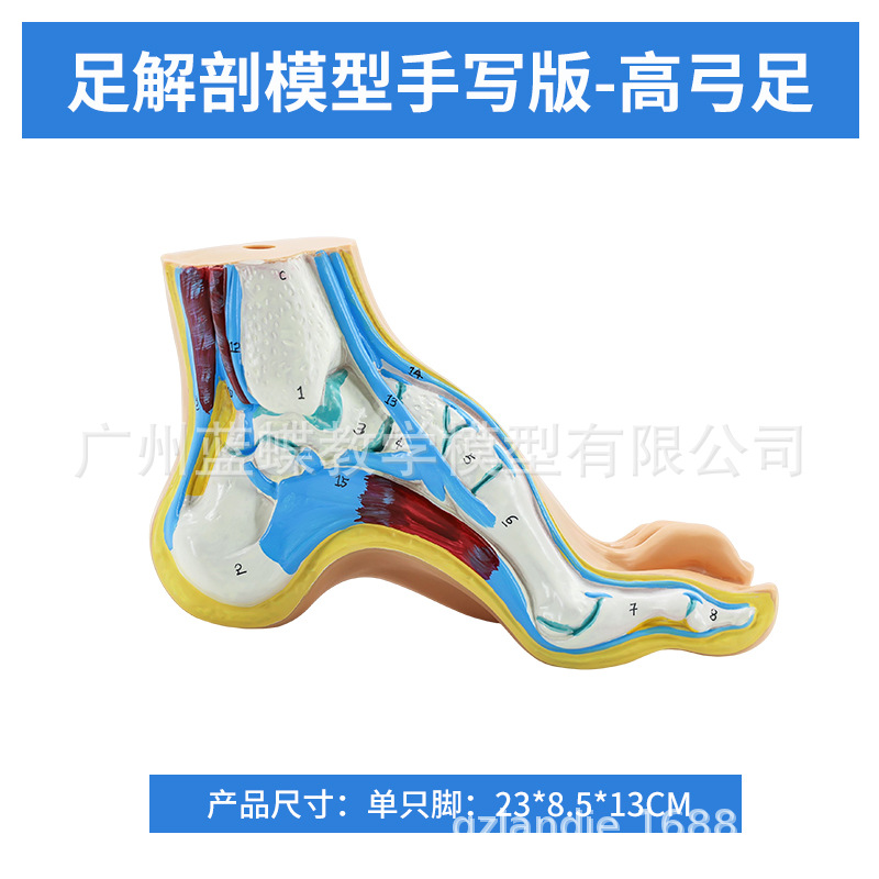 ��ѧ�����������ƽ�㹭����߹��� �㹭�㲿����������ʽ�ģ��