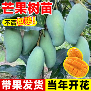 �ļ�â������F��â������m�ϱ����NֲͥԺ�ͺ��޽�֦�lˮ������