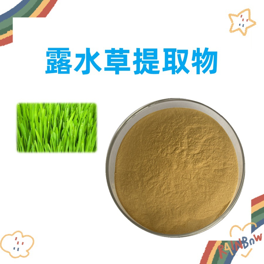 露水草提取物10：1 粉末细腻  纸板桶包装  露水草粉  规格齐全