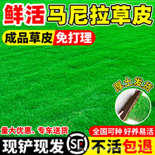 马尼拉草皮鲜活带土真草坪带泥土别墅花园绿化四季青果岭草台湾草