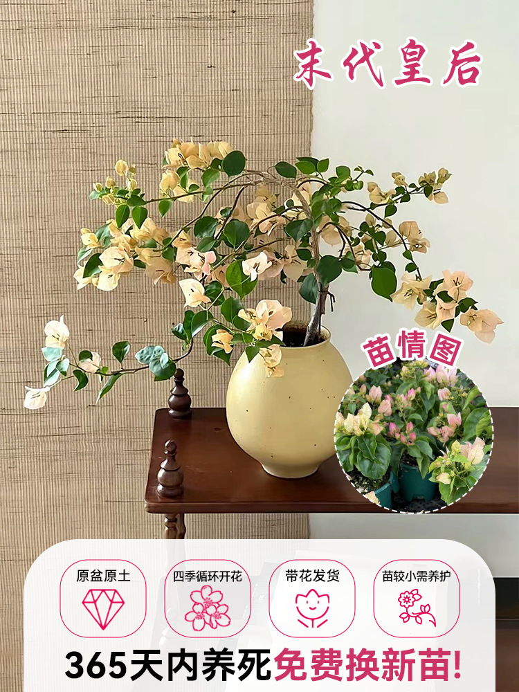 라스트 퀸 0.5갤런 모종 [사계절 꽃이 핀다] (꽃이 담긴 원래 화분에 담겨 배송)