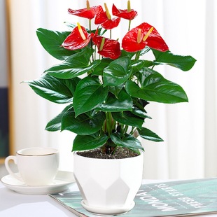 Anthurium and White Palm Potted Plants, Indoor Florals, Easy to Grow in Hydroponics, Smooth Sailing, Large Pots of Water, Evergreen Green Plants All Year Round