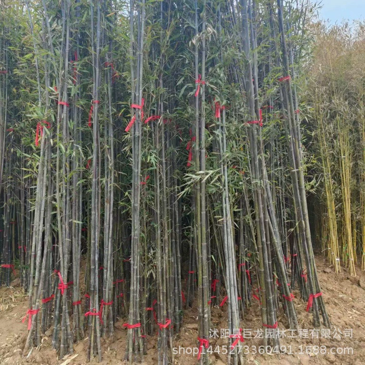 Фиолетовые саженцы бамбука, зеленые саженцы бамбука во дворе, северные морозостойкие саженцы, золотой бамбук, вечнозеленые бамбуковые растения для зеленения круглый год.