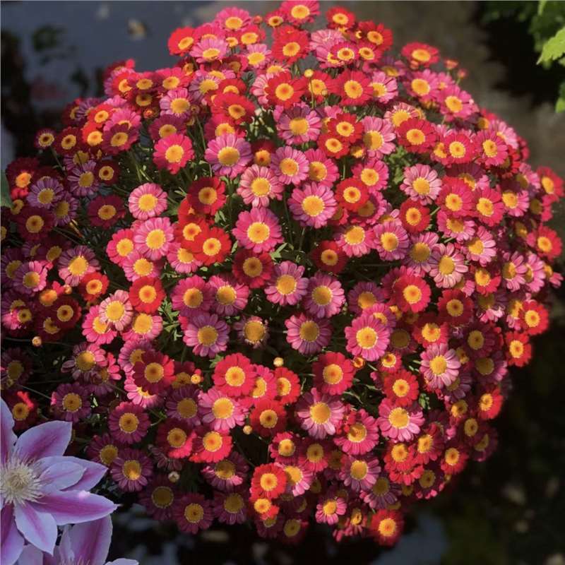 Semillas de margarita, semillas de margarita, perennes, nuevos tipos de flores de balcón interior, jardín