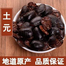 华珍品1斤包邮 金边土元土元 小号 大号 批发 规格