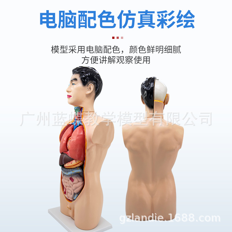 85CM�������ɿɲ�19���������ٽṹ��֯�����������ٽṹ�ֲ��ṹ