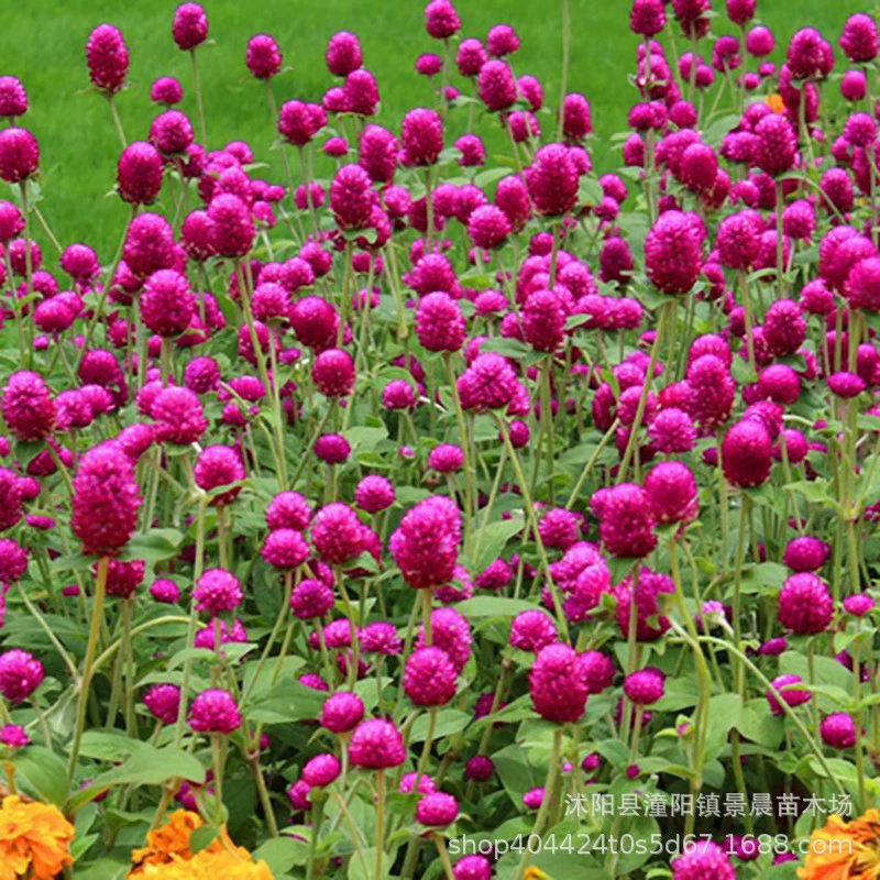 Оптовые поставки тысяч дней фиолетовые семена тысячи дней красные семена оптом завод прямой делают сухие цветы Большие выгодно