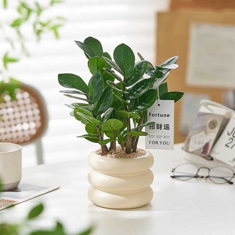 Money Tree Potted Plant is easy to care for, suitable for the living room or office desk, a small green plant that purifies the air and is evergreen all year round