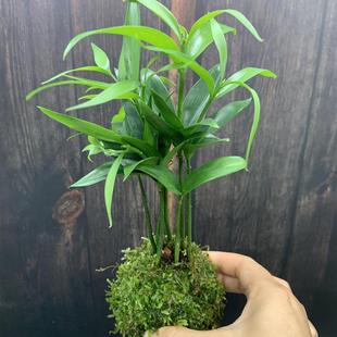 Moss Ball Hydroponic Plant Mosquito Repellent Bamboo Small Bamboo Cypress Indoor Shade-Tolerant Desktop Green Plant Purifies the Air and Is Easy to Maintain and Live