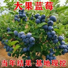 {ݮԭ{ݮ̨ͥԺɿϱNֲ