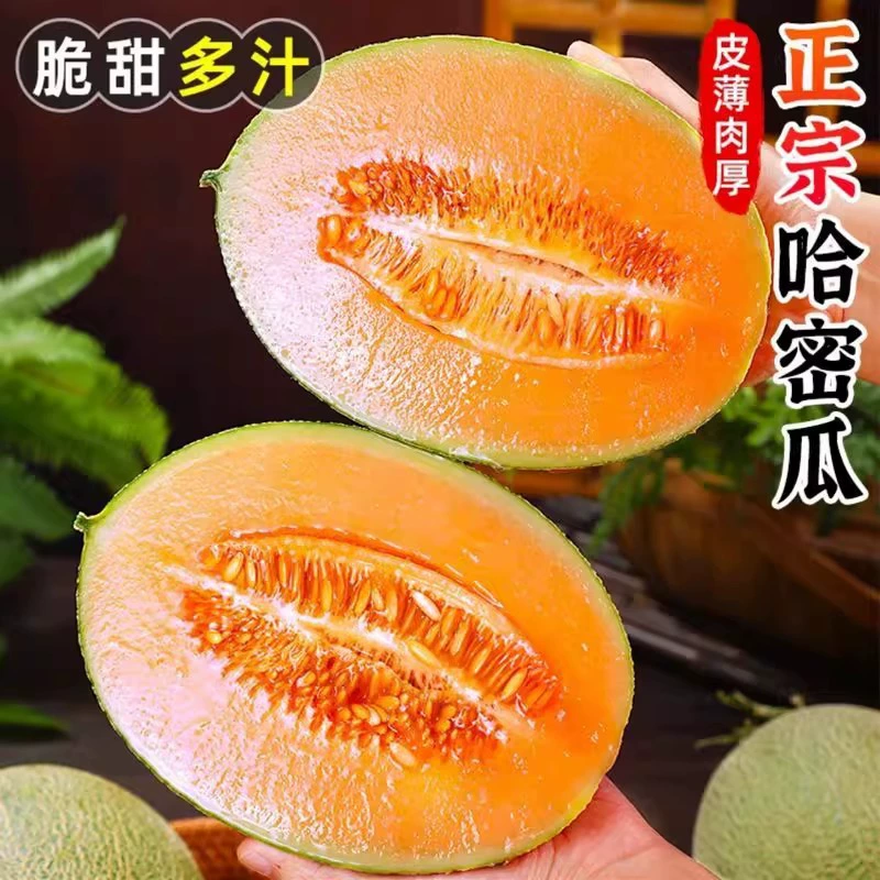 Хайнаньская дыня, свежесобранный сетчатый дыня, настоящая старая дыня, медовая дыня Сичжоу, сезонные фрукты