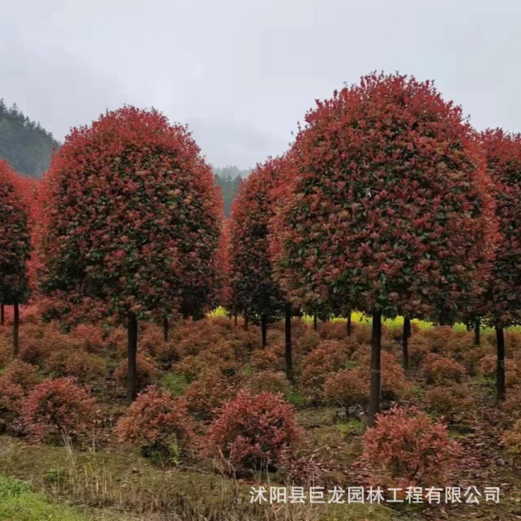 出售红叶石楠树10-12-15-18-20公分各种规格品种齐全工程绿化