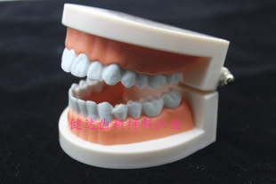 Tooth Model, Oral Model, Kindergarten Brushing Teaching Model, Small Tooth Model, Denture Model, Factory Direct Sales