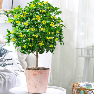 𻨘ԝͰ¹ͥԺͺļ_̨