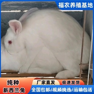 ����Ʒ�N�����m�N���������ñ��ˌ���������û��w����B�\�ٰ���