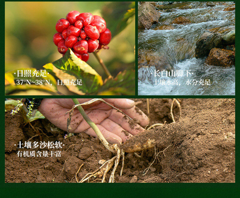 Dried Changbai Mountain Ginseng Whole Root Sun-Dried Ren Shen 500g Box Traditional Tonic for Elders overview