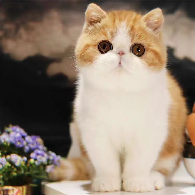 蓝白乳白色加菲猫幼崽纯种大脸异国短毛猫活体异瞳宠物波斯猫活物