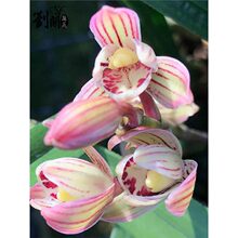 兰花苗建兰荷瓣七彩玲珑现带花苞出售室内有香味的花卉绿植盆栽