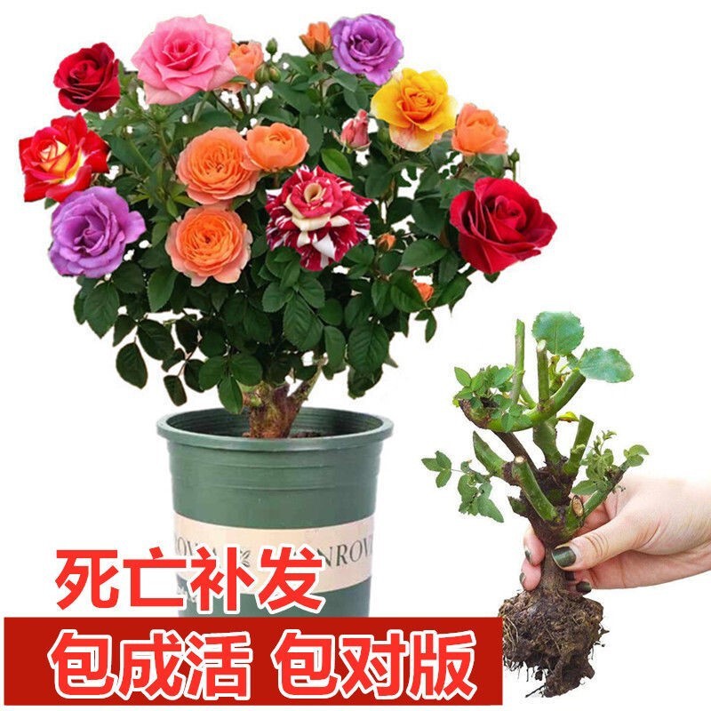 Grafted Multi-Color Rose Seedlings Potted Plants That Bloom in All Seasons, Large Florals, Strong Fragrance, Indoor and Outdoor Florals and Green Plants, Rose Seedlings