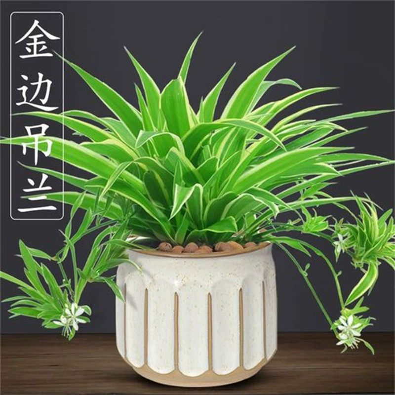 Пномпень Diaolan цветы и растения в горшках крытый балкон маленькие зеленые растения гидропонная подвесная гостиная Diaolan Золотое сердце зеленые листья