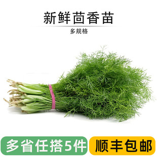 Fresh Fennel, Farm Specialty, Young Fennel Leaves, Coriander, Stuffed Buns and Dumplings, Large Meaty Vegetables with Roots