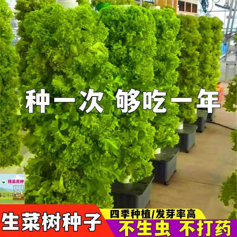 [Посадите один раз и поедайте годами] Семена итальянского салата, семена четырехсезонного салата, раннеспелые и высокоурожайные гидропонные овощи.