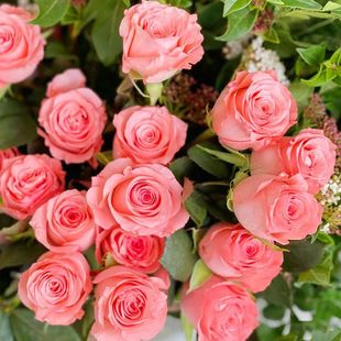 Pink Roses from Yunnan Flower Base Direct Delivery for Home Use, Fresh Cut Flowers for Office Arrangements, Real Flower Bouquets and Florals