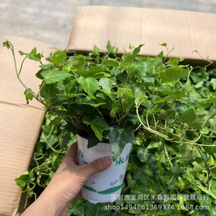 ���س����������̨�҃��^�~����ֲ���ļ�����������ȩ�����՚�