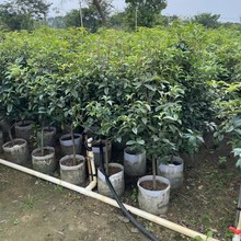 广东四季桂花绿化树公园小区庭院遮荫园林工程树苗八月桂移植袋苗