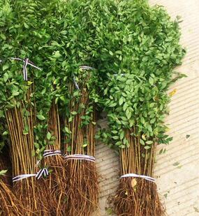 榆树苗 榆树小苗 白榆家榆 榆钱树 绿化树 别墅庭院 绿化工程树苗-阿里巴巴