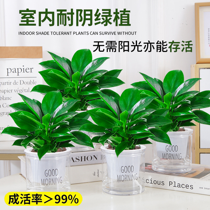 [특가] 골든다이아몬드 25cm 화분 4개, 나무 3그루(굿모닝 화분) + 영양액