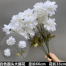 ��ɫϵ��ˇ��Y���b���õ�彑����ĵ�����d����·�����廨����