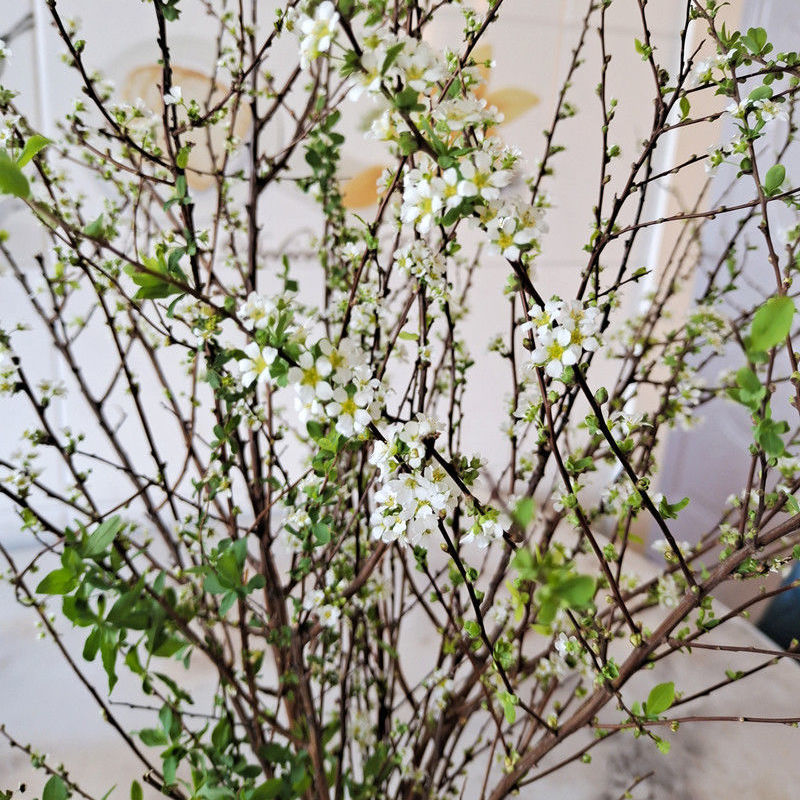 21雪柳鲜枝遇水开花水插室内花卉好养水培植物鲜花枯木逢春阳台 种苗花卉网