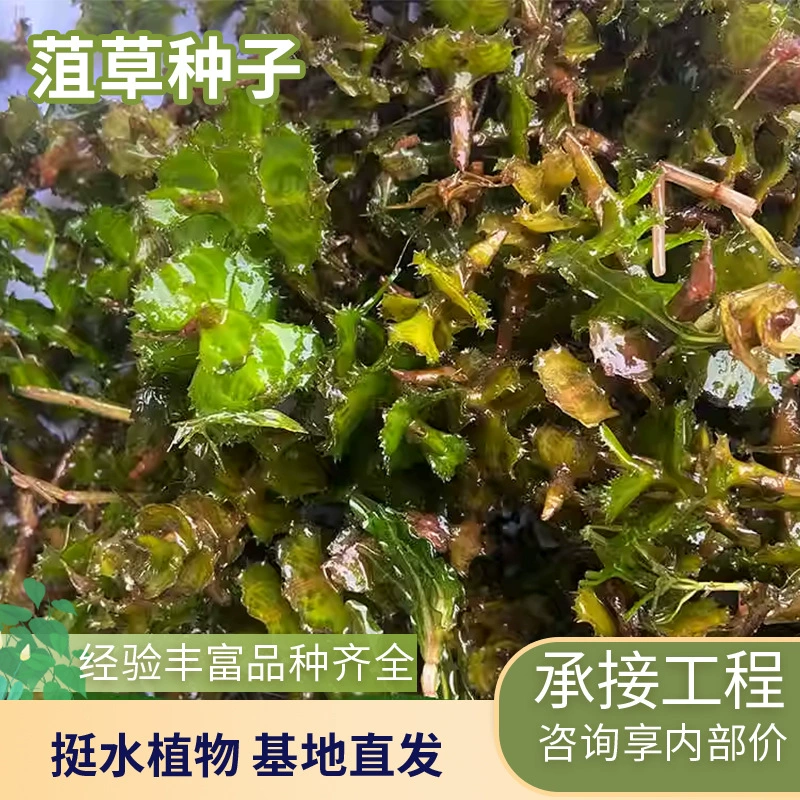 Семена водной травы для прудов и водоемов, очистка воды, выращивание водных растений, прямые поставки на подставку для растений, водоросли для креветок, пшеничное зерно.