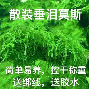 Bulk Weeping Moss Is Simple and Easy to Maintain, Low Temperature Resistant, Negative Oxygenated Aquatic Plants, Fish Tank, Driftwood Rockery Landscaping