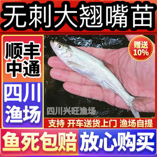 �Ĵ��o���׼��N���~����͵�ˮ�~�N��t�N�Bֳʳ��·�����w���~��