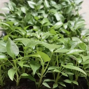 ���_Ѩ�P�����ֱ�N����ľ�ձ����~��Tupidanthus calyptratus