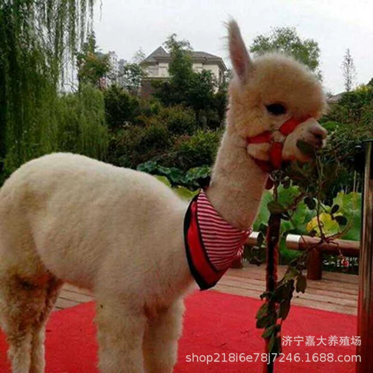 Фестиваль просмотра интерактивных Домашних Животных Альпака живая цена аренды австралийская Альпака на продажу комнатная домашняя альпака