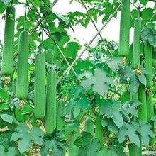 肉丝瓜种子肉瓜种籽子春季夏季庭院种植菜种籽四季蔬菜种子孑简单