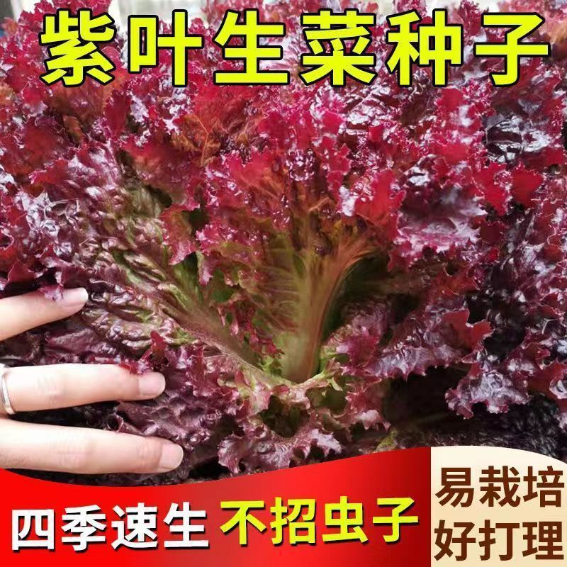 紫叶生菜种子四季种植耐高温室外阳台生菜种子有机沙拉生菜种