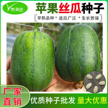 苹果丝瓜种子可生吃菜瓜短棒肉丝瓜籽种春秋菜园盆栽蔬菜瓜果种子