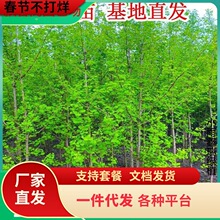 一件代发绿化苗金叶银杏树苗白果活苗庭院别墅绿化苗木行道树银杏