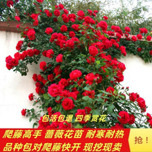 爬藤蔷薇花苗耐寒浓香大花四季开花攀爬植物地栽盆栽庭院阳台花卉