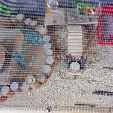 热镀锌电焊网铁丝网防鼠防蛇网窗户阳台防护网钢丝网养殖鸡鸭围栏