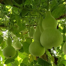 ɢ�b ���J�N��  ����J ���J���J ����� ����J�N���߲˷N�Ѱ��]