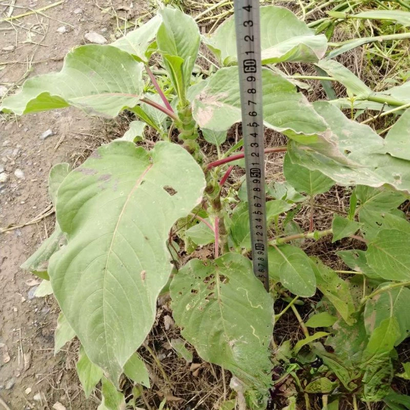 Polygonum orientale питомник оптовая Базовая цена украшение сада травянистые водные растения